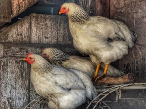 Массовая вспышка птичьего гриппа в Айове побуждает Мексику запретить импортированную птицу, яйца